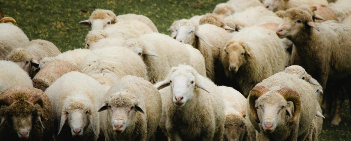 2025-ankara-kurbanlik-fiyatlari