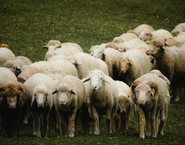 2025-ankara-kurbanlik-fiyatlari