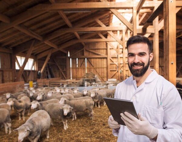 ankara-adaklik-selcuklu-besicilik