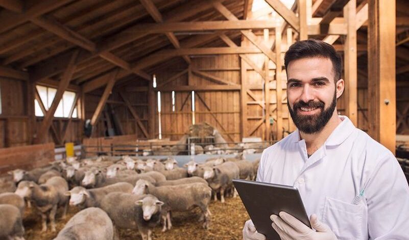 ankara-adaklik-selcuklu-besicilik