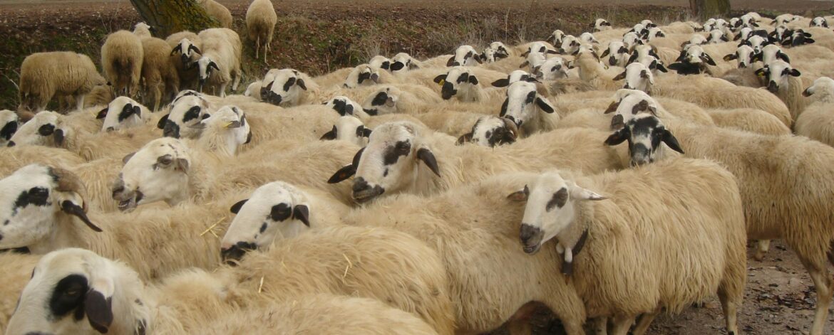 ankara-kücükbas-kurbanlik-satisi