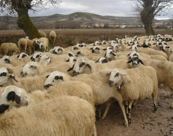 ankara-kücükbas-kurbanlik-satisi