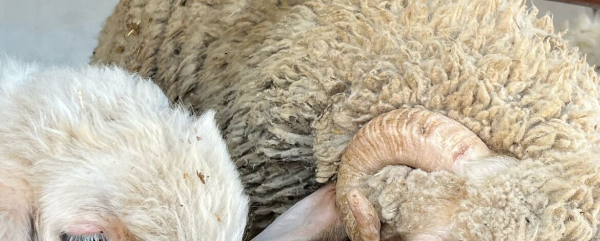 ankara-kurban-bayrami