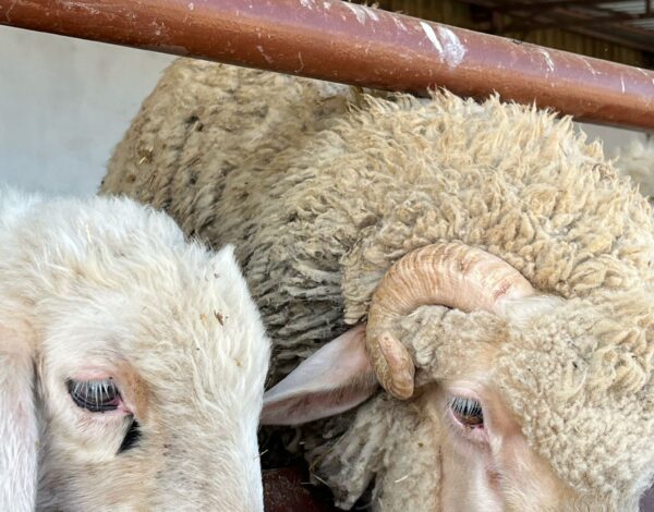 ankara-kurban-bayrami