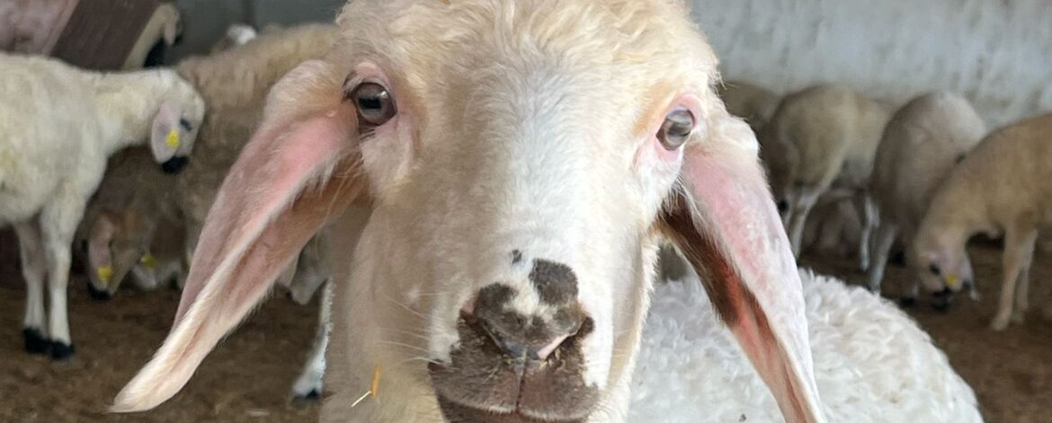 ankara-kurbanlık-adaklık