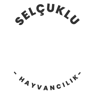 SELÇUKLU BESİ – Ankara Kurbanlık Satışı