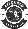 SELÇUKLU BESİ – Ankara Kurbanlık Satışı