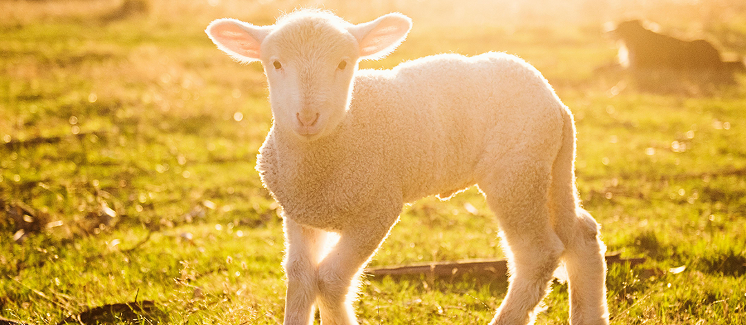 ankara-kurbanlik-selcuklubesicilik