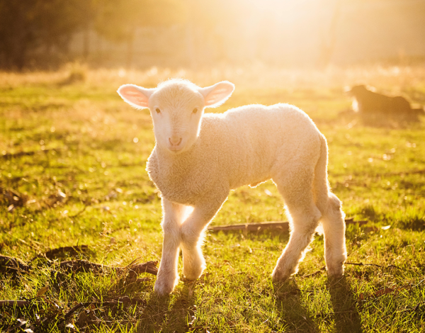 ankara-kurbanlik-selcuklubesicilik