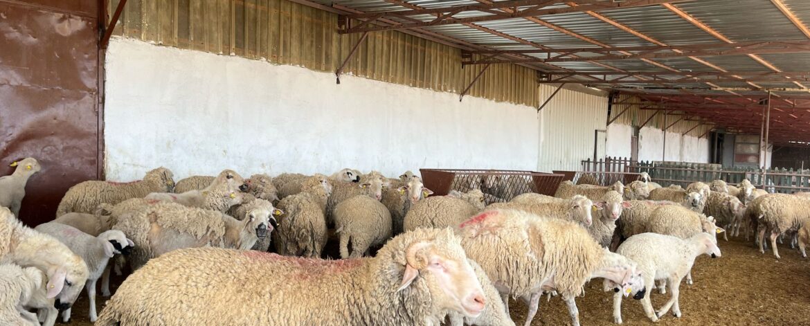 kurbanlik-fiyatları-ankara-2025