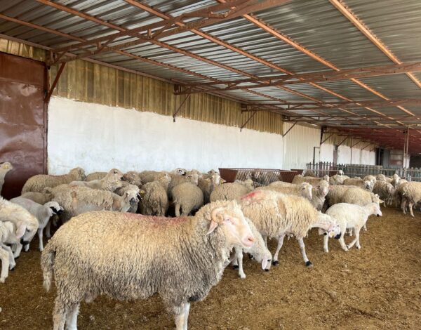 kurbanlik-fiyatları-ankara-2025